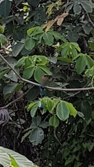 Eumomota superciliosa