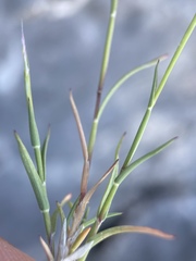 Muhlenbergia thurberi