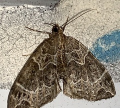 Ecliptopera silaceata