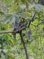 Eumomota superciliosa