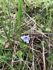 Viola selkirkii