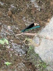 Calopteryx maculata