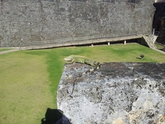 Iguana iguana