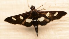 Desmia subdivisalis