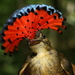 Royal Flycatchers - Photo (c) Richard Gibbons, some rights reserved (CC BY-NC)