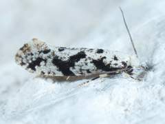 Nemapogon defectella