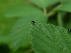Dolichoderus pustulatus