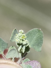 Chenopodium incanum