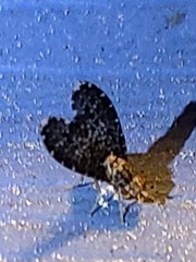 Trypetisoma sticticum