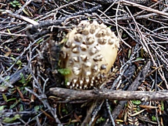 Amanita australis