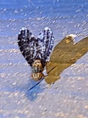 Trypetisoma sticticum