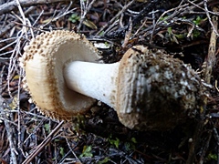 Amanita australis