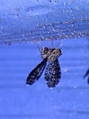 Trypetisoma sticticum