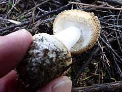 Amanita australis