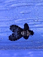 Trypetisoma sticticum