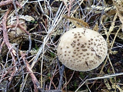Amanita australis