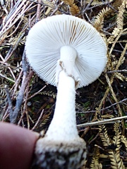Amanita australis