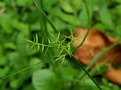 Cyperus thyrsiflorus