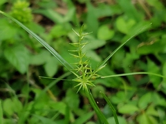 Cyperus thyrsiflorus