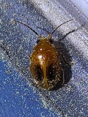 Prionocyphon limbatus