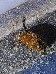 Prionocyphon limbatus