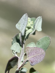 Chenopodium incanum