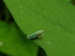 Draeculacephala balli