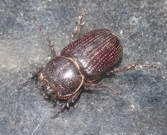 Hemiphileurus illatus