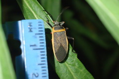 Largus cinctus