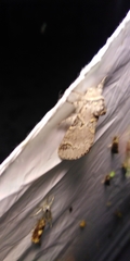 Furcula aeruginosa