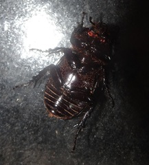 Hemiphileurus illatus