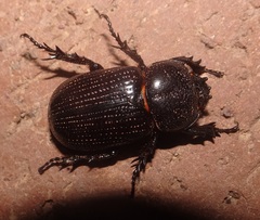Hemiphileurus illatus