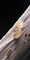 Furcula aeruginosa