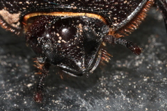 Hemiphileurus illatus