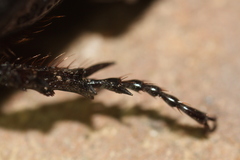 Hemiphileurus illatus