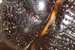 Hemiphileurus illatus