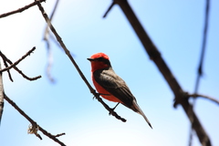 Pyrocephalus rubinus