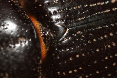 Hemiphileurus illatus