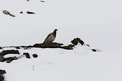 Tetraogallus tibetanus