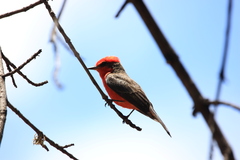 Pyrocephalus rubinus