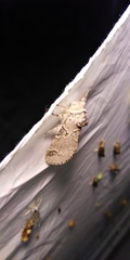 Furcula aeruginosa