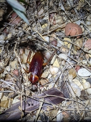 Periplaneta brunnea
