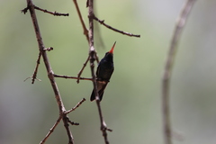 Cynanthus latirostris