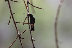 Cynanthus latirostris