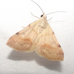 Hemeroplanis incusalis