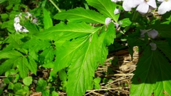 Cardamine heptaphylla