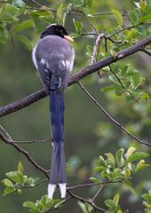 Urocissa flavirostris