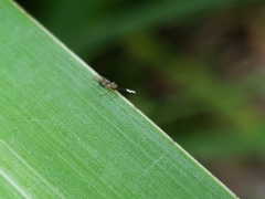 Anagyrus