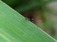 Anagyrus