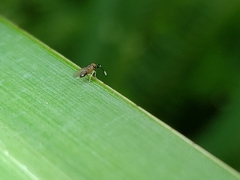 Anagyrus